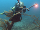 Mooie koraalsoorten en gorgonen in de Caraïbische zee