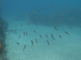 Barracuda's zwemmen met duikers