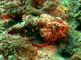 Schorpioenvissen verscholen tussen het koraal