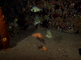 Koffervissen zwemmen in de nacht tussen het koraal