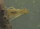 Larve van keizerlibel jaagt op muggenlarve