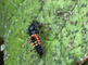 De larve van een veelkleurig Aziatisch lieveheersbeestje op een blad