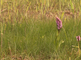 Een gevlekte orchis tussen gras