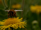Kegelbijvlieg foerageert op Engelse alant