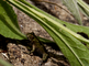 Jong geelbuikvuurpadje jaagt op bladluizen