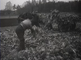 Nederlandse landbouw. De productieslag 1941