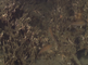 Jonge kabeljauwen oftewel gul rondom een wrak met andere vissen