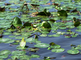 Eilandspolder waterlelies