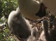 Knobbelzwaan vrouwtje op nest met jongen