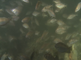 Steenbolken zwemmen over de zandbodem