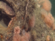 Botervissen tussen de gedraaide zeedraden