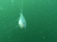 Blauwe haarkwal zwemmend in de waterkolom van de Noordzee